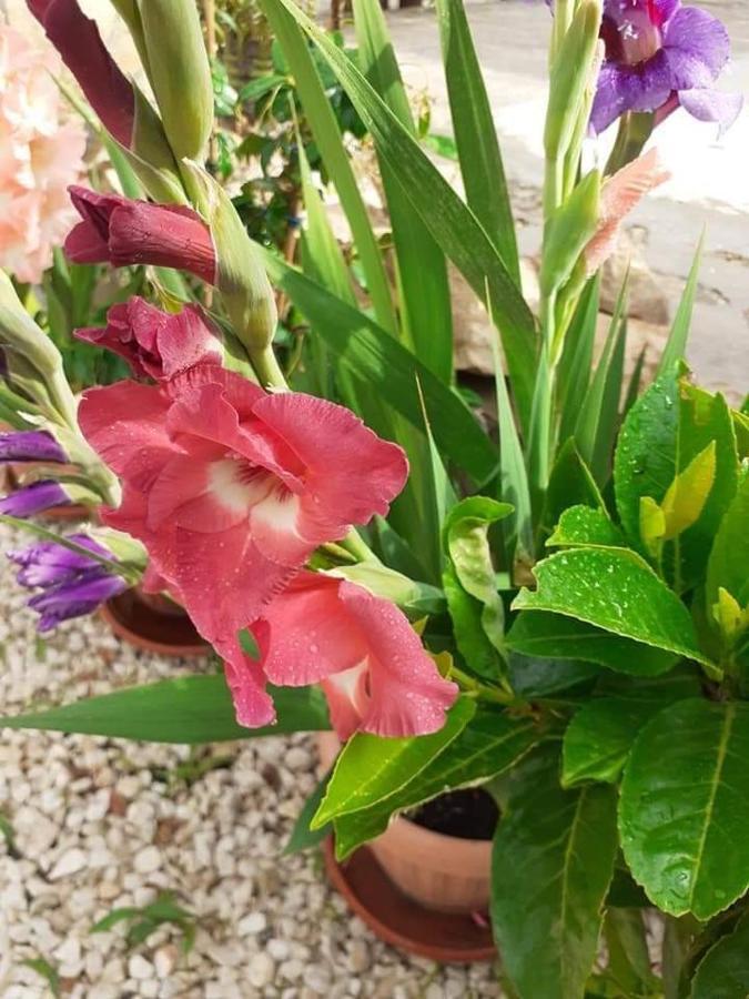 Jelicic Appartement Biograd Na Moru